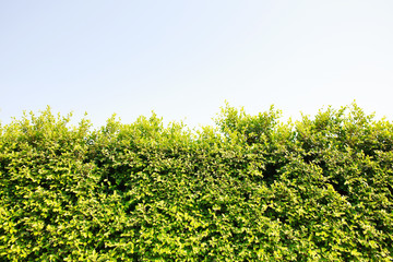 Natural green leaf background.