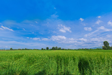 nature view of Raw rice in rice field under clouds and blue sky