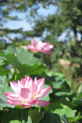 Fototapeta premium 蓮の花