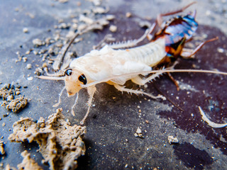 molting cockroach