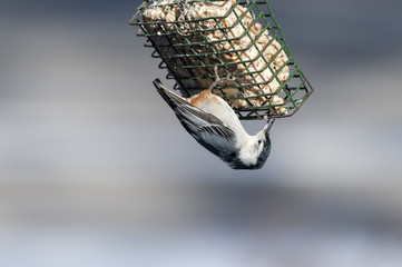 White breasted Nuthatch