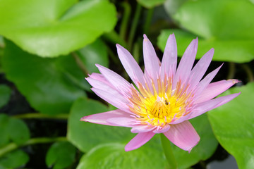 lotus in pond