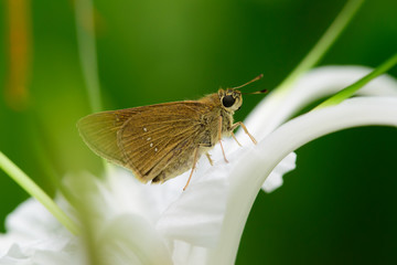Thailand butterfly on white flower