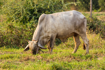 thai cow in field