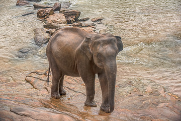 Sri lanka: one elephant in drinking and be bathing place, Pinnawala, the largest herd of captive elephants in the world
