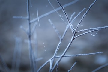 Tree twig with rime