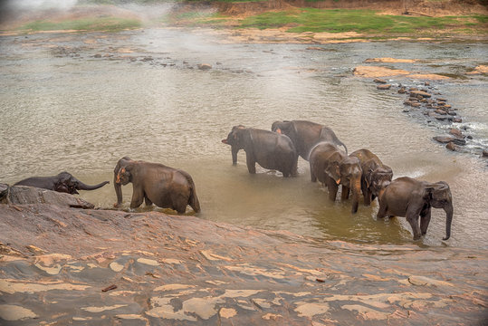 Sri lanka: group of elephants in drinking and be bathing place, Pinnawala, the largest herd of captive elephants in the world
