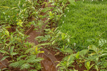 plantação