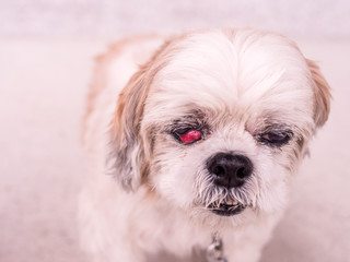 old Shih-Tzu dog with cherry eye disease