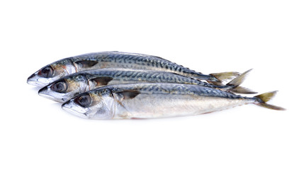 fresh pacific mackerel fish on white background