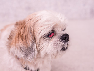 Naklejka na ściany i meble old Shih-Tzu dog with cherry eye disease