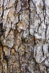 Bark of Tree