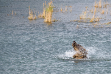 Obraz premium Alaska brown bear in the water at brooks river lagoon, shaking water off head 