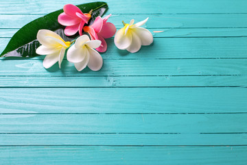 White and pink tropical plumeria flowers on turquoise wooden bac