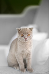 British kitten on sofa closeup