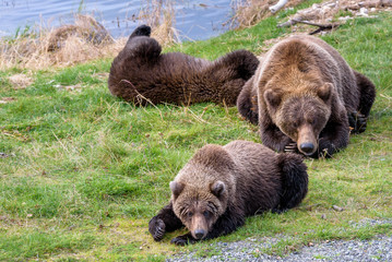 Obraz premium Alaska brown bear mother and cubs on the bank of the Brooks River lagoon 
