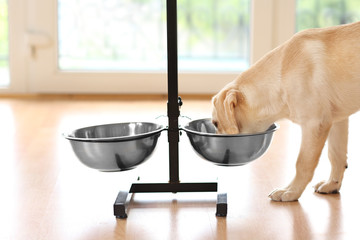 Golden Labrador dog eating from bowl indoors