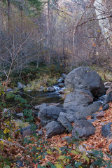 The Leaves have fallen as another Season approaches Sedona Arizona
