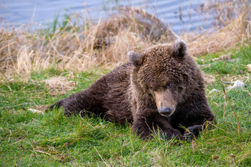 Young Alaska brown bear playing on the bank of the Brooks River
