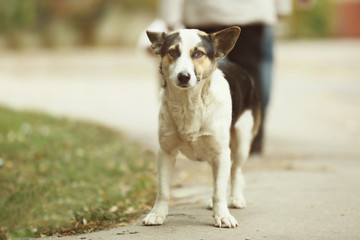 Stray dog walking outdoors