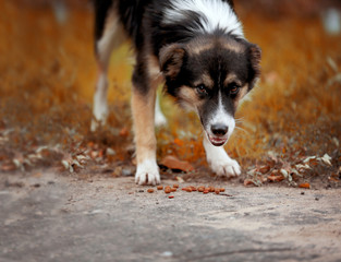 Stray dog eating outdoors