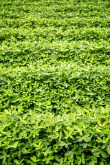 plantação