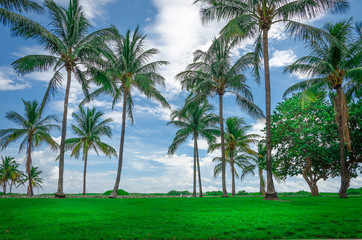Fototapeta na wymiar View of Miami Beach with Palm trees
