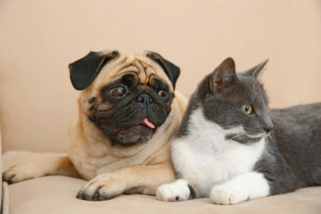 Adorable pug and cute cat lying together on sofa