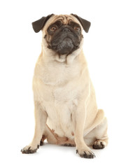 Adorable pug dog isolated on white