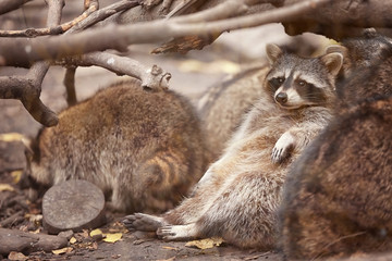 Naklejka na ściany i meble Cute funny raccoons in zoological garden