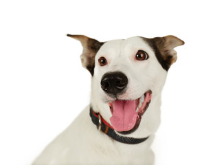 Funny Andalusian ratonero dog on white background, close up