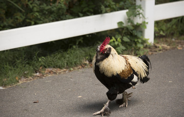 Faverolle Rooster Strutting
