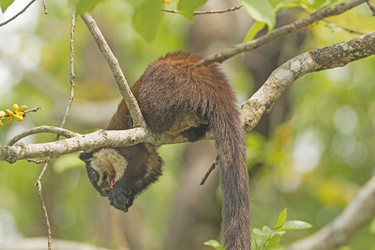 Black Giant Squirrel in a Tree