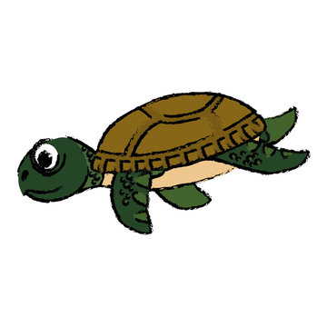Marine turtle cartoon icon vector illustration graphic design