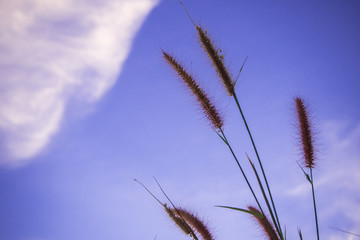 Fototapeta na wymiar Mission grass and the blue sky