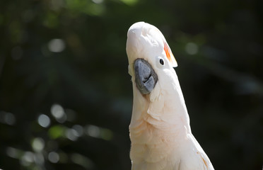 Naklejka premium Salmon-Crested Cockatoo Crowning