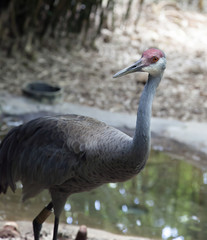 Sandhill Crane