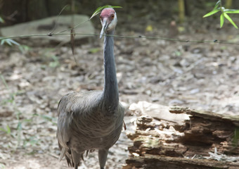 Sandhill Crane