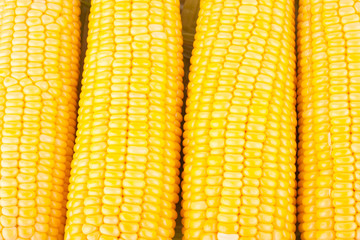 sweet corn on cobs kernels or grains of ripe corn on white background corn vegetable isolated
