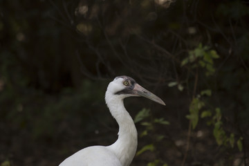 Naklejka premium Whooping Crane