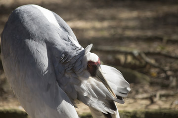 Fototapeta premium Sandhill Crane