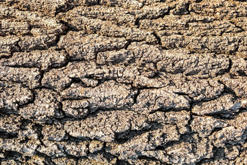 Texture of bark.