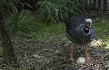 Crested Screamer