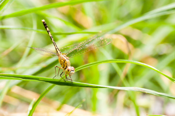 Yellow and black pattern dragon fly on grass