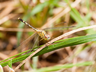 Yellow and black pattern dragon fly on grass