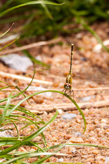 Yellow and black pattern dragon fly on grass