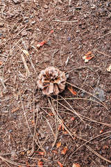 Pine cone on the floor