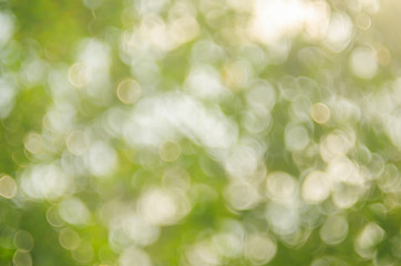Fototapeta premium Copy space of nature green bokeh sun light flare and blur leaf abstract texture background.
