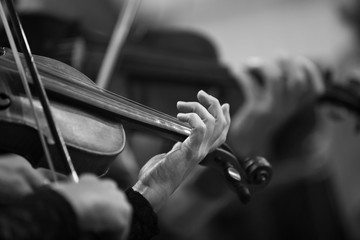  Hands of a violinist in the orchestra closeup in black and white