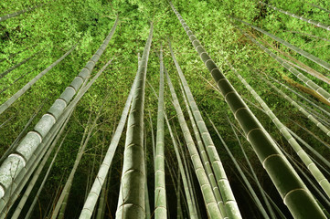 Fototapeta premium 竹林のライトアップ